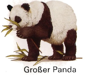 der Große Panda