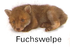 Fuchswelpe