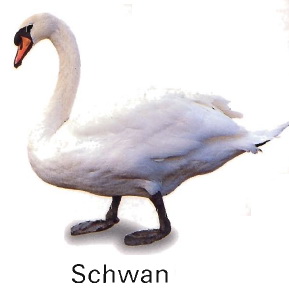Schwann