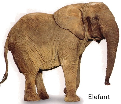 der Elefant 