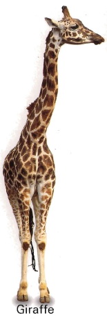die Giraffe
