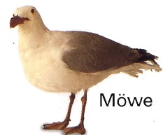 Möwe